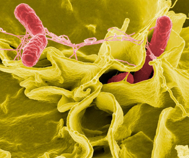 bacteria salmonella