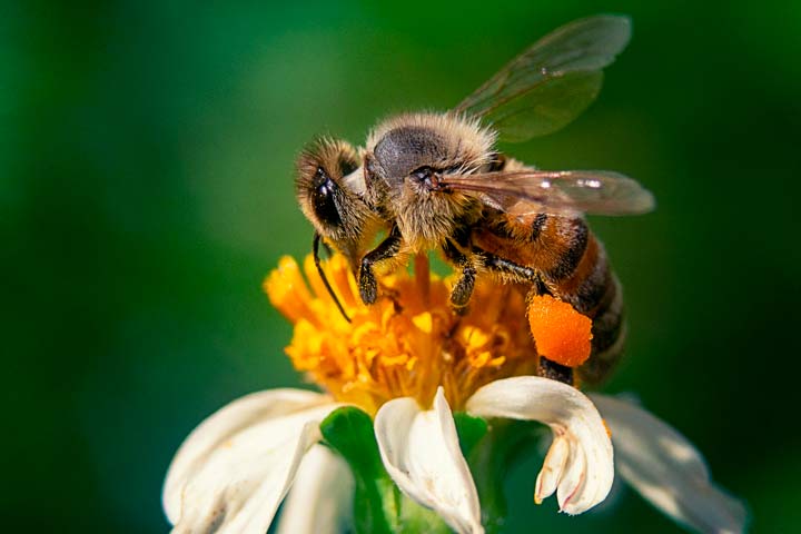 enfermedad de las abejas
