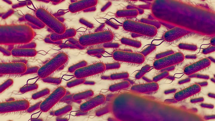 Escherichia Coli bacteria