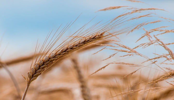 Cereales que contengan gluten