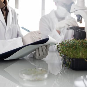 biofilms industria alimentaria
